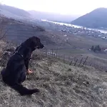 Weinbau Weidenauer *