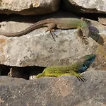 Weinbau Weidenauer Kwatera prywatna Wösendorf