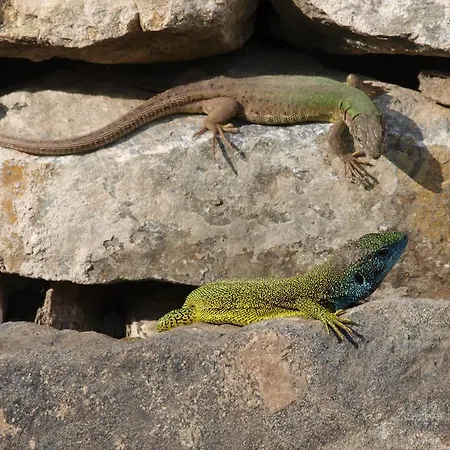 Weinbau Weidenauer 홈스테이 Wösendorf