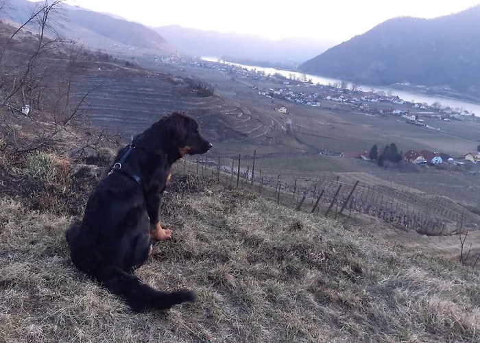 Weinbau Weidenauer *