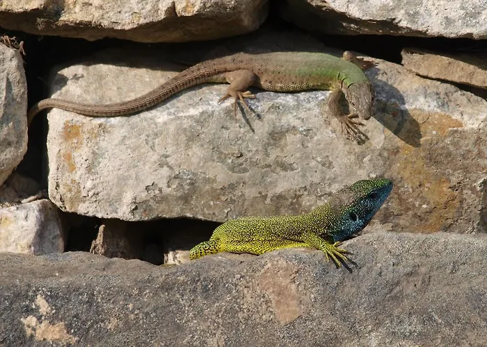 Weinbau Weidenauer Habitación en casa particular Wösendorf